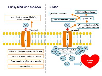 Schéma: Mechanizmus účinku kosmatca kryštálového na pleť