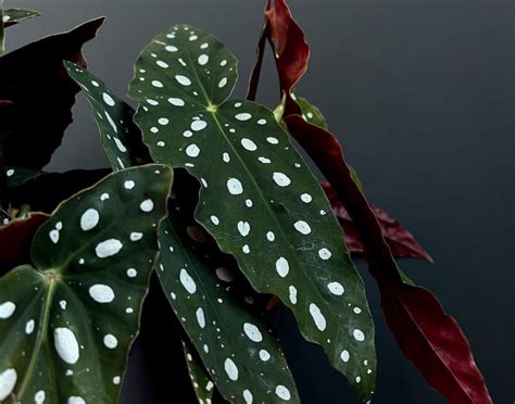 Begonia maculata s bodkovanými listami