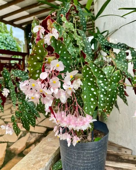 Presádzanie Begonia maculata