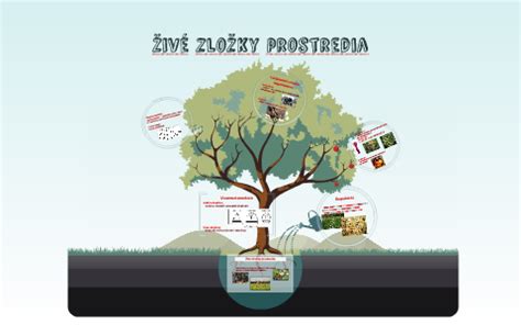 Infografika: Definícia a zložky životného prostredia