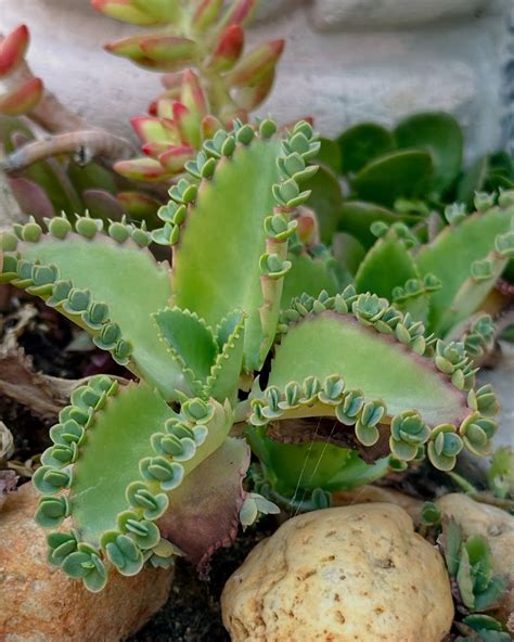 Kalanchoe laetivirens detail listu s púčikmi