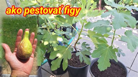 Rôzne typy vedenia viniča