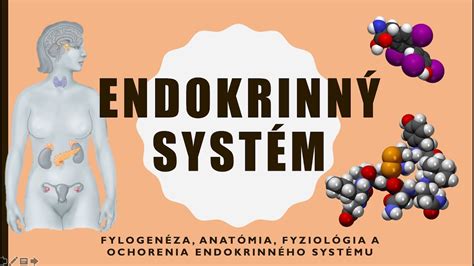 Schéma: Endokrinný systém a nadobličky
