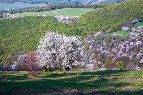 panoráma rakúskych Álp s jazerom a rozkvitnutými lúkami