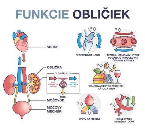 schéma anatómie obličiek a ich funkcie v tele