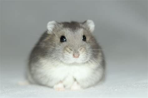 Detailná fotografia škrečka džungarského v domácom prostredí