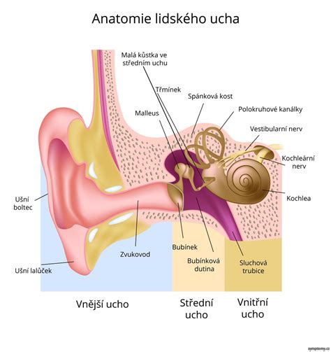 Ľudské ucho a jeho časti