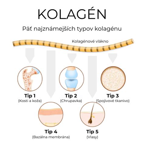Kolagén v rôznych formách a jeho zdroje