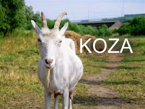 Koza na zelenej pastvine
