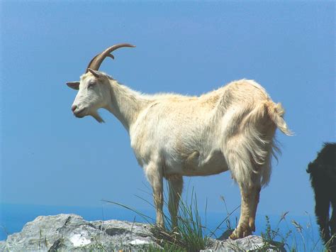 Koza pasúca sa na kríkoch