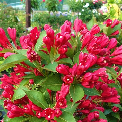 Vajgela All Summer Red v kvete