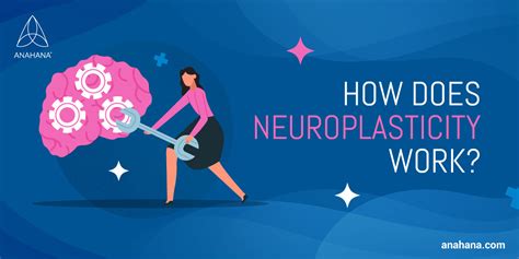 Schéma neuroplasticity mozgu