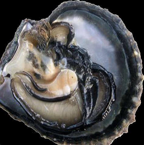 Perlorodka morská Pinctada margaritifera