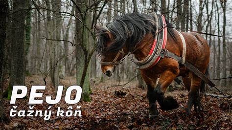 Kôň s terapeutickými chráničmi nôh
