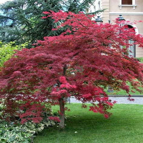 Javor dlaňovitolistý ´Atropurpureum´ s purpurovými listami