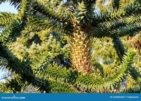 Detail samičích šišiek a semien Araucaria araucana