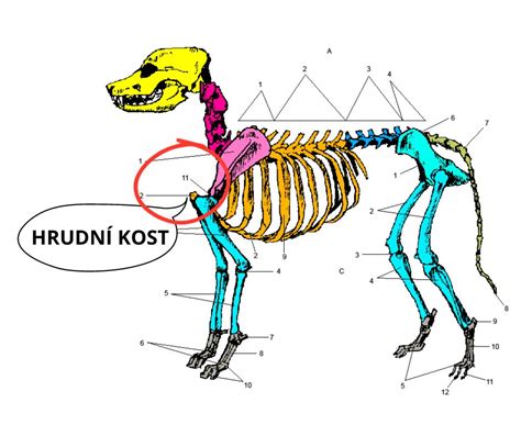 Anatomický diagram chrbtice psa s vyznačenými častými problémovými oblasťami