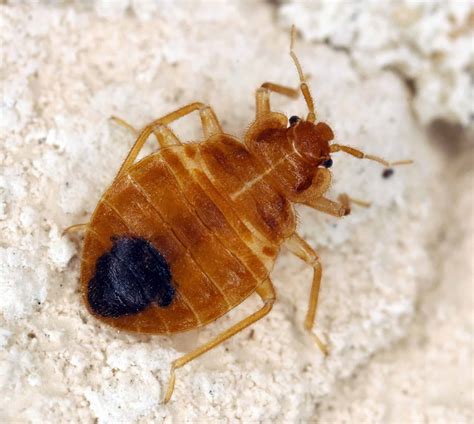 Dospelá štěnice (Cimex lectularius)