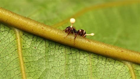 Mravec napadnutý parazitickou hubou Ophiocordyceps