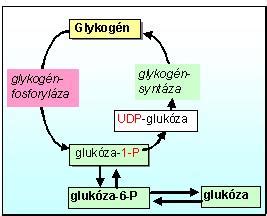 Ilustrácia metabolizmu glukózy v tele