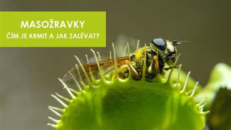 Schéma správnej zálievky mucholapky