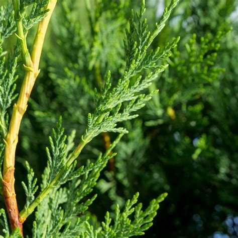 Charakteristika a vzhľad Cupressocyparis leylandii