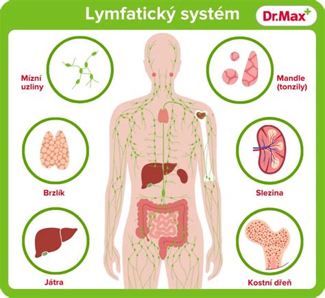 Schéma lymfatického systému človeka a umiestnenie uzlín