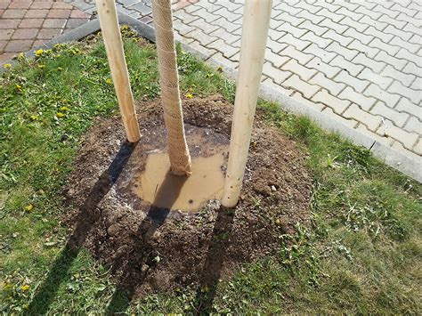 Závlahová misa okolo mladého ovocného stromu