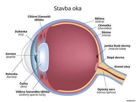 Oko s Kayserovým-Fleischerovým prstencom