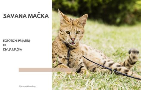 Zázračná mačka Sugar