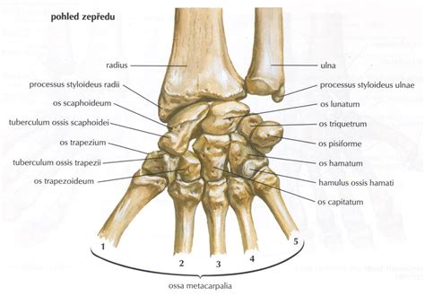 Anatomia zápästia