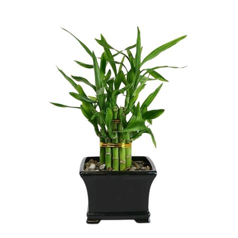 Ilustrácia rozdielu medzi bambusovou orchideou a Lucky Bamboo