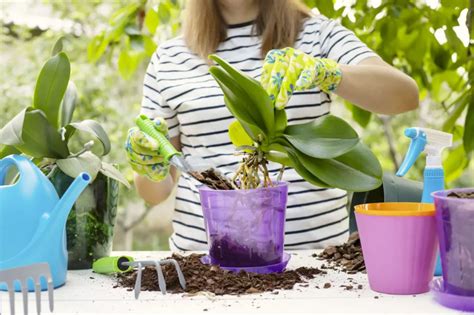 Návod na presádzanie orchidey krok za krokom