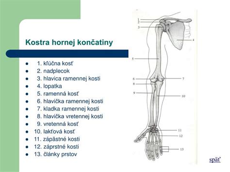 Ilustračná fotografia ženy so zlomeninou hornej časti ramennej kosti s osteoporózou