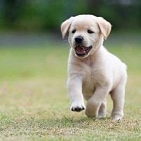 Šteniatko labradora vo výcviku pre asistenčného psa