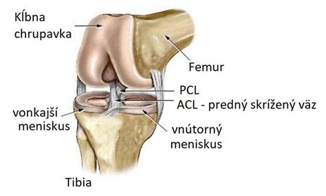Schéma anatómie kolenného kĺbu s predným skríženým väzom