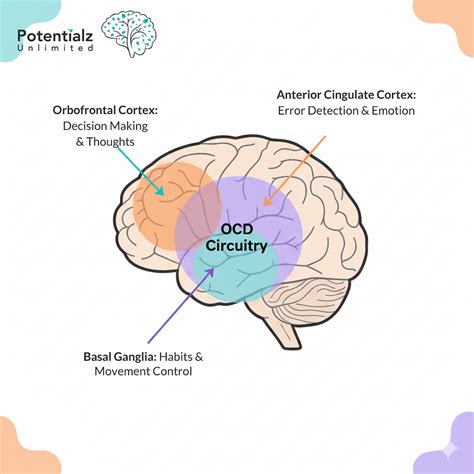 Mozog a OCD
