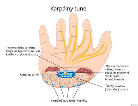 Anatómia karpálneho tunela a okolitých štruktúr