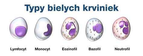 Schéma rôznych typov bielych krviniek
