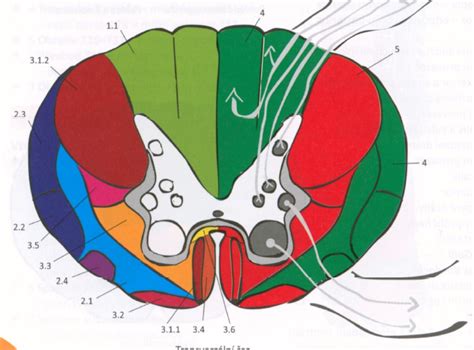 Neurónové dráhy a priestorová navigácia