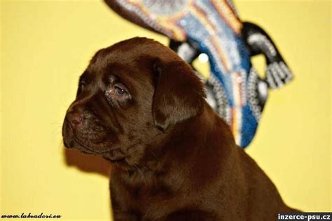 Rôzne farby labradorského retrívera