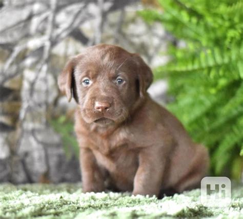 Štěně labradorského retrívra