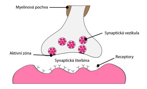 Vplyv drog na neurotransmitery v mozgu