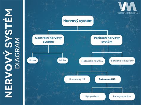 Diagram nervového systému a poškodenia nervov