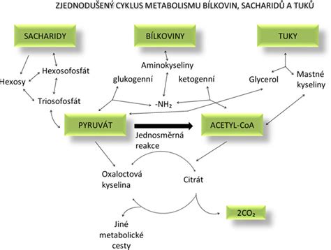 Schéma metabolizmu toluénu v ľudskom tele