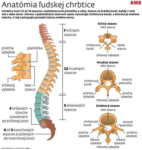 Anatomia chrbtice človeka