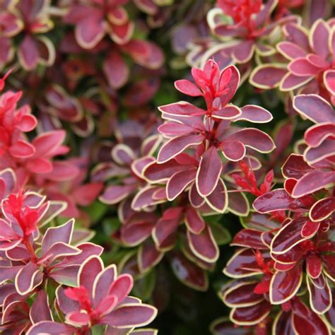 Rastlina Dráč indický (Berberis aristata DC.)