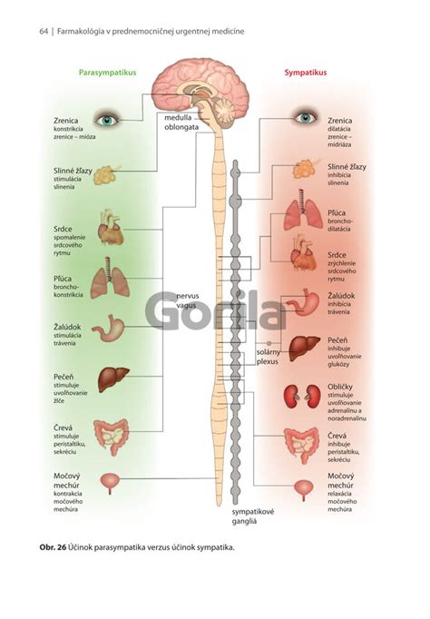 Schéma holistického prístupu v medicíne