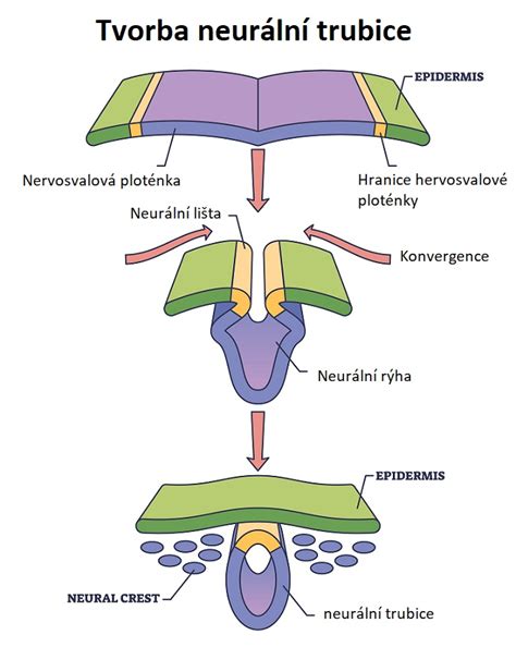 Vývoj miechy a neurálnej trubice