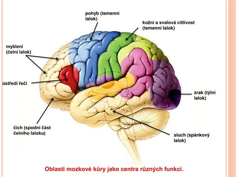 Štruktúry mozgu zapojené do kognitívneho mapovania